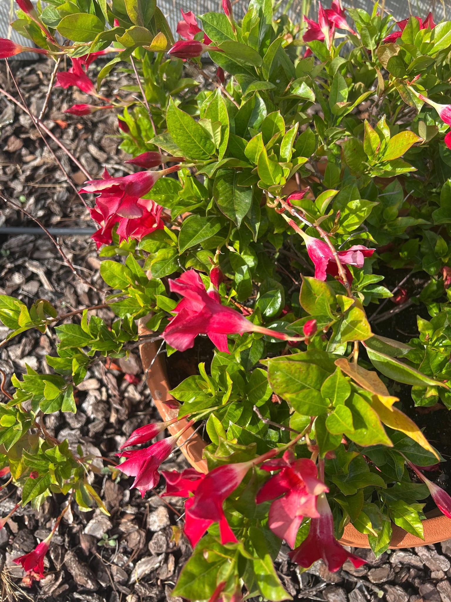 Rocktrumpet