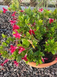 Rocktrumpet