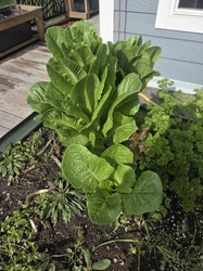 Romaine Lettuce