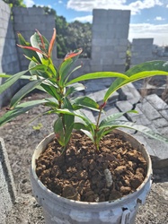 Rose Apple (Sapling)