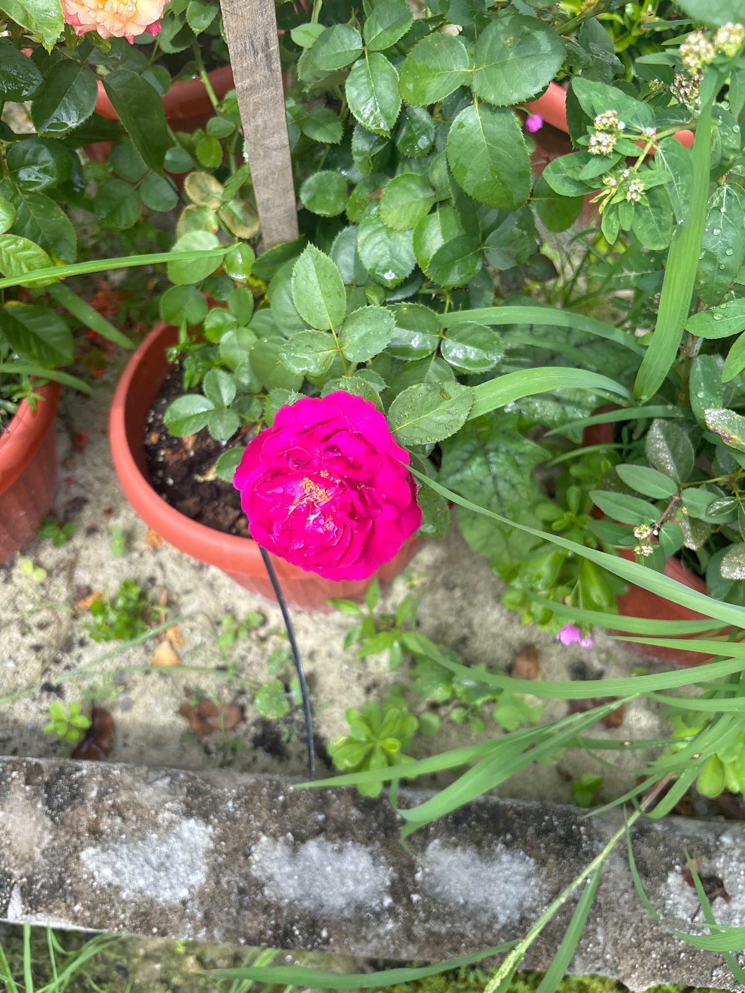 Rose