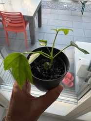Rose of Sharon (seedling)