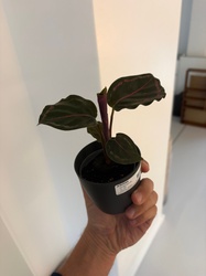 Rose Painted Calathea
