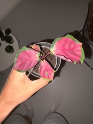 Rose Painted Calathea