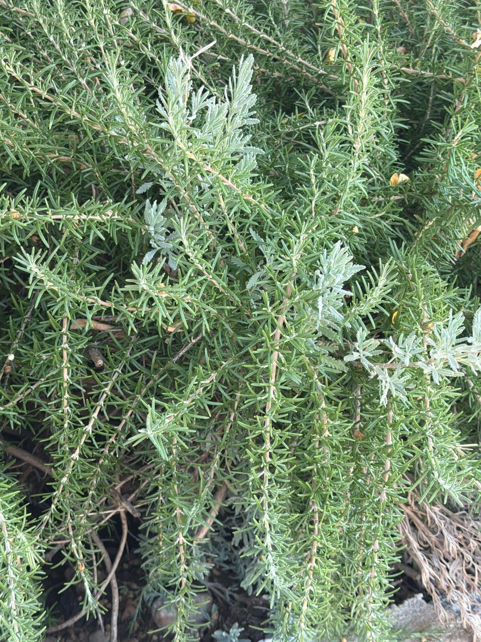 Rosemary