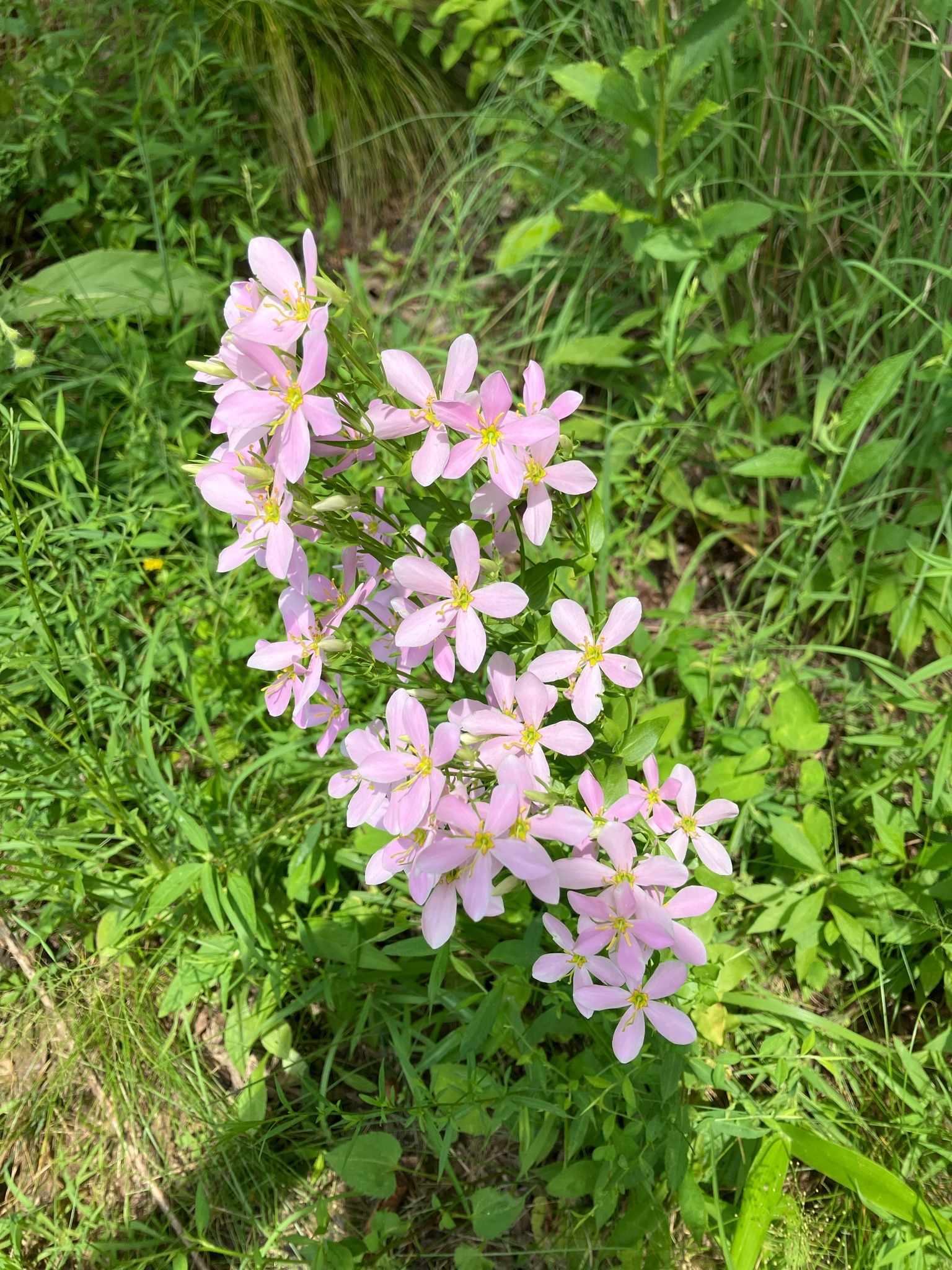 Rosemary Centaury