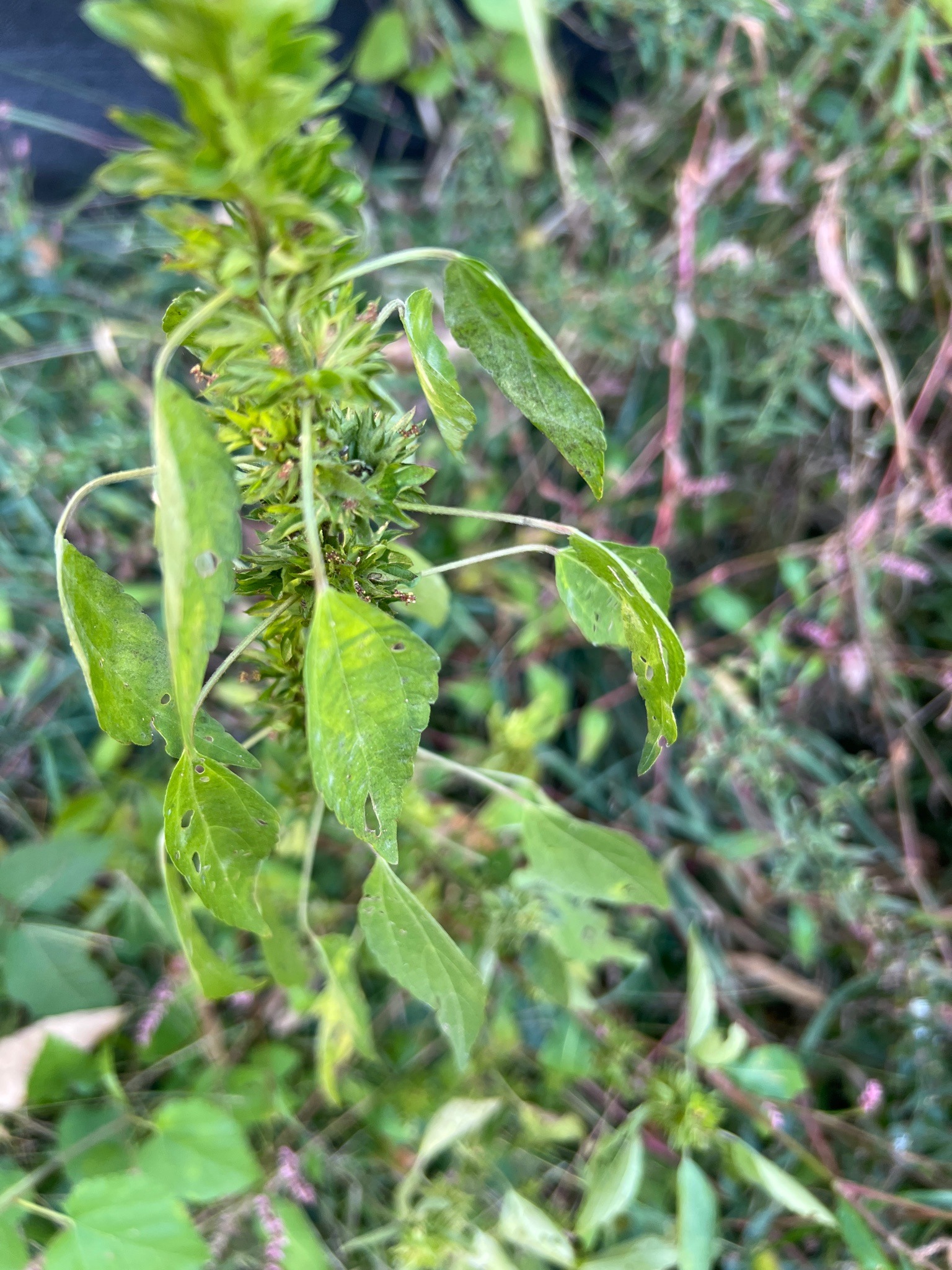 Rough Cocklebur