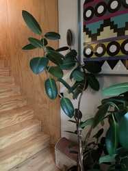 Rubber Plant