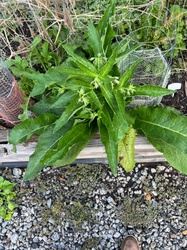 Russian comfrey