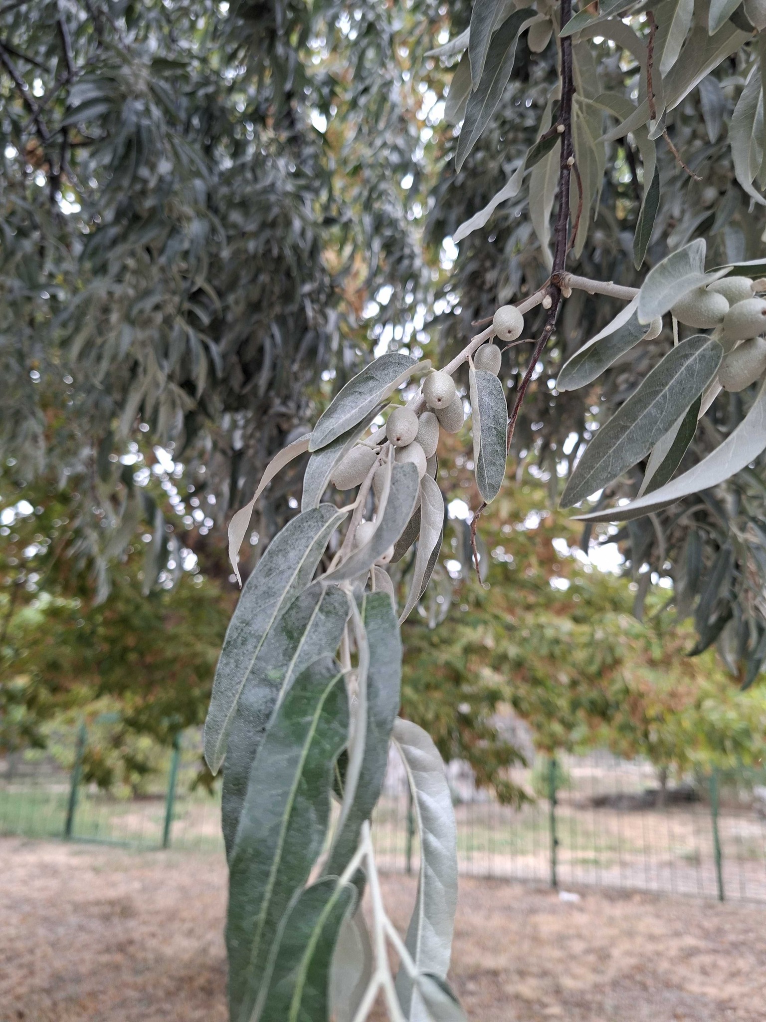 Russian olive