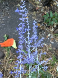 Russian Sage
