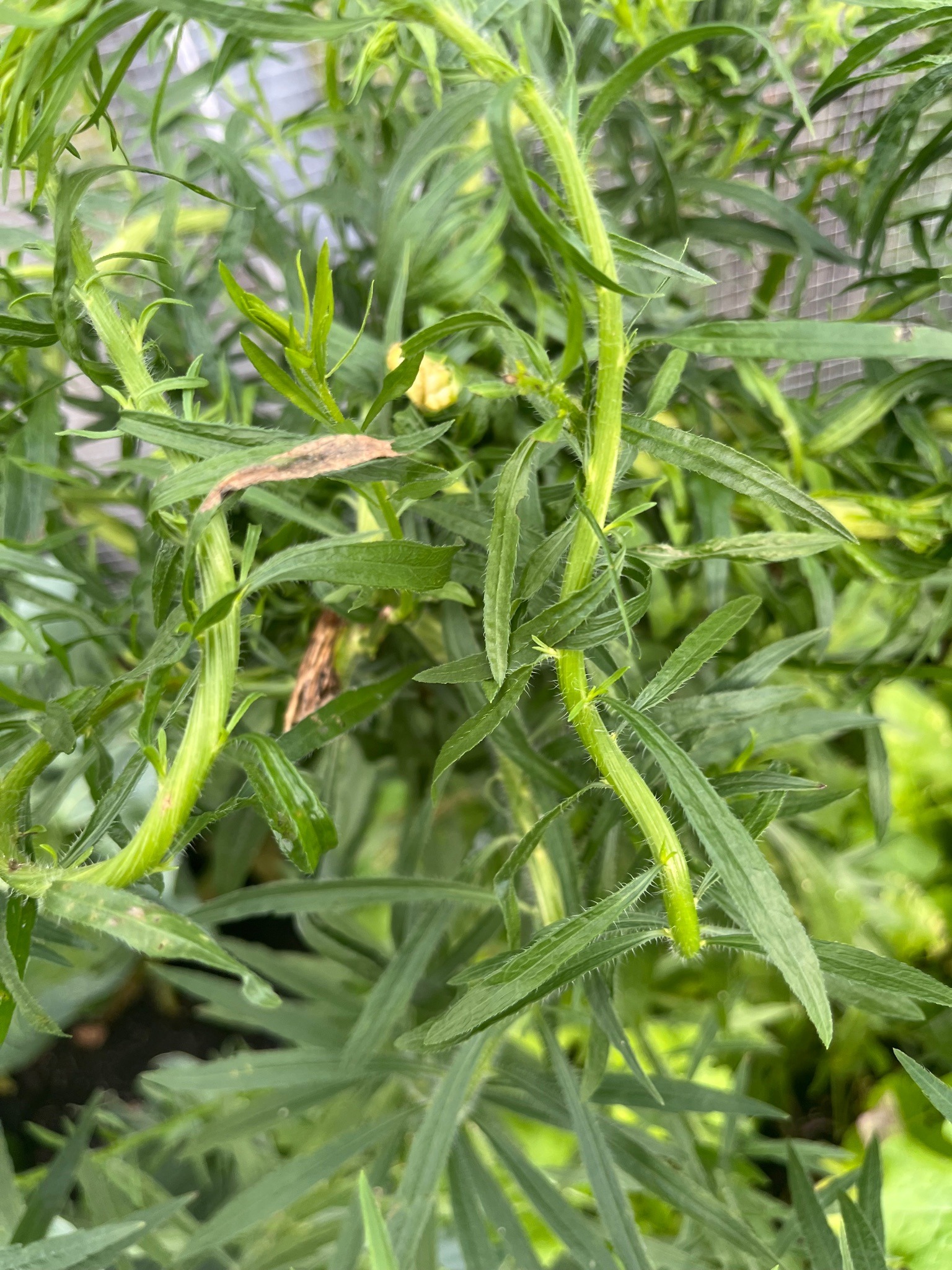 Russian Tarragon