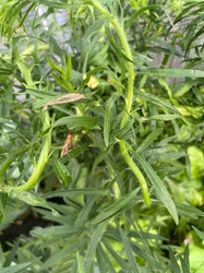 Russian Tarragon