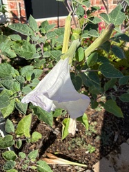 Sacred Datura