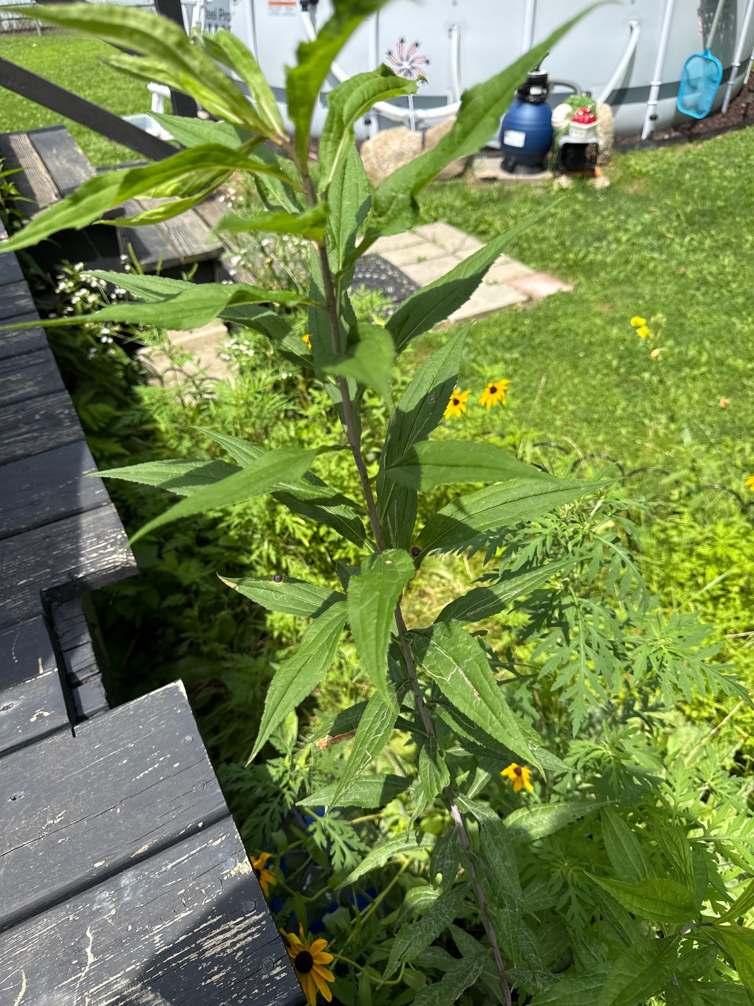 Sawtooth Sunflower