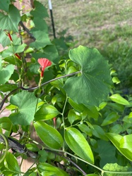 Scarlet Morning Glory