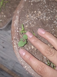 Seedling