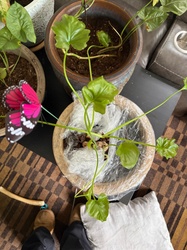 Shangri La Philodendron