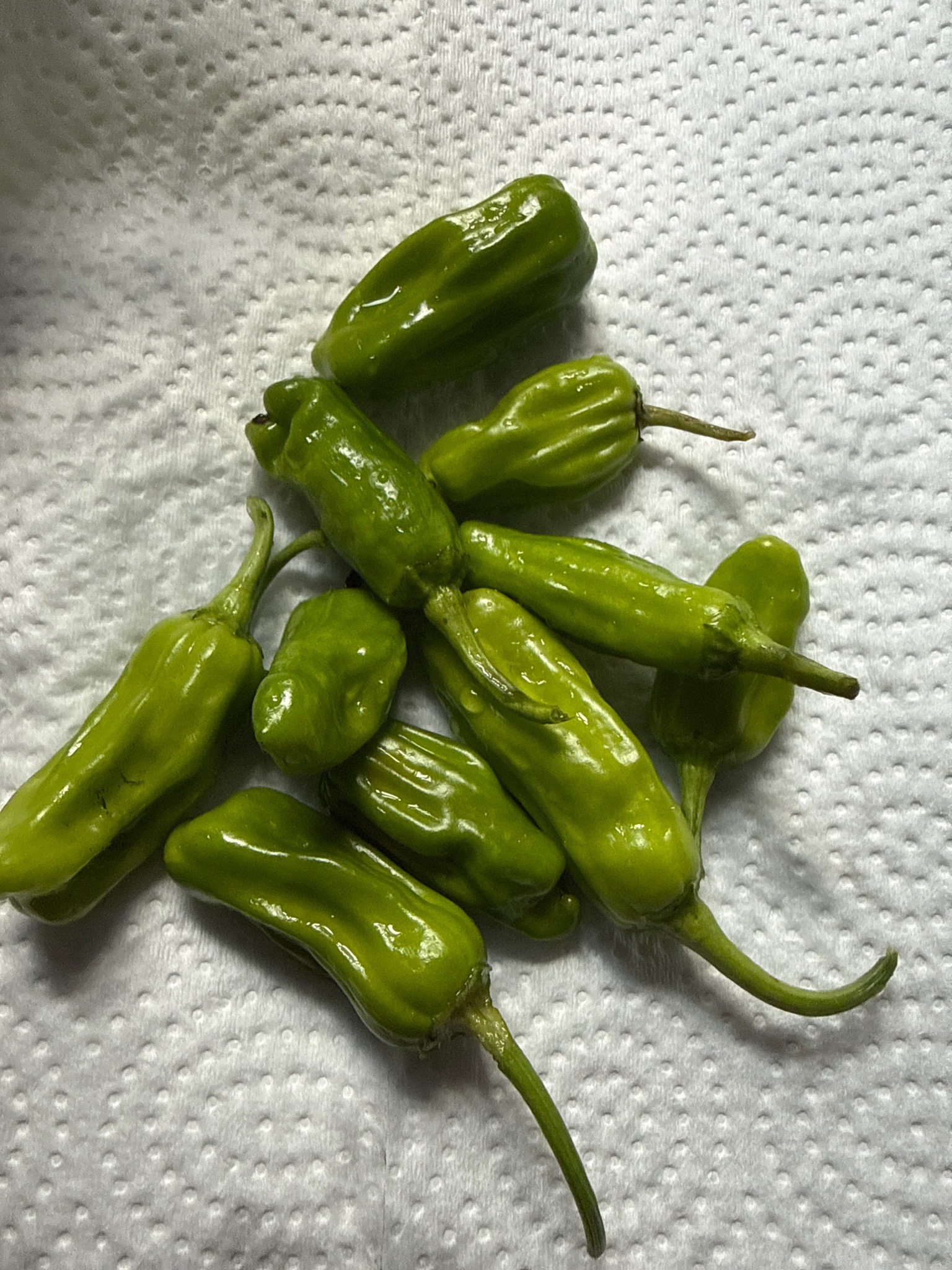 Shishito pepper