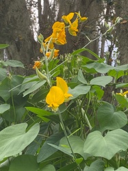 Showy Rattlebox