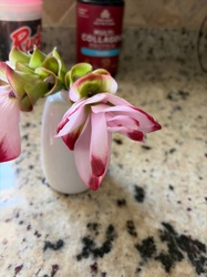 Siam tulip