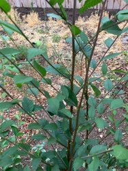 Siberian Elm