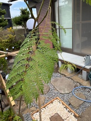 Silk Tree