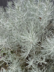 Silver Bush