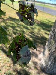 Silver Maple