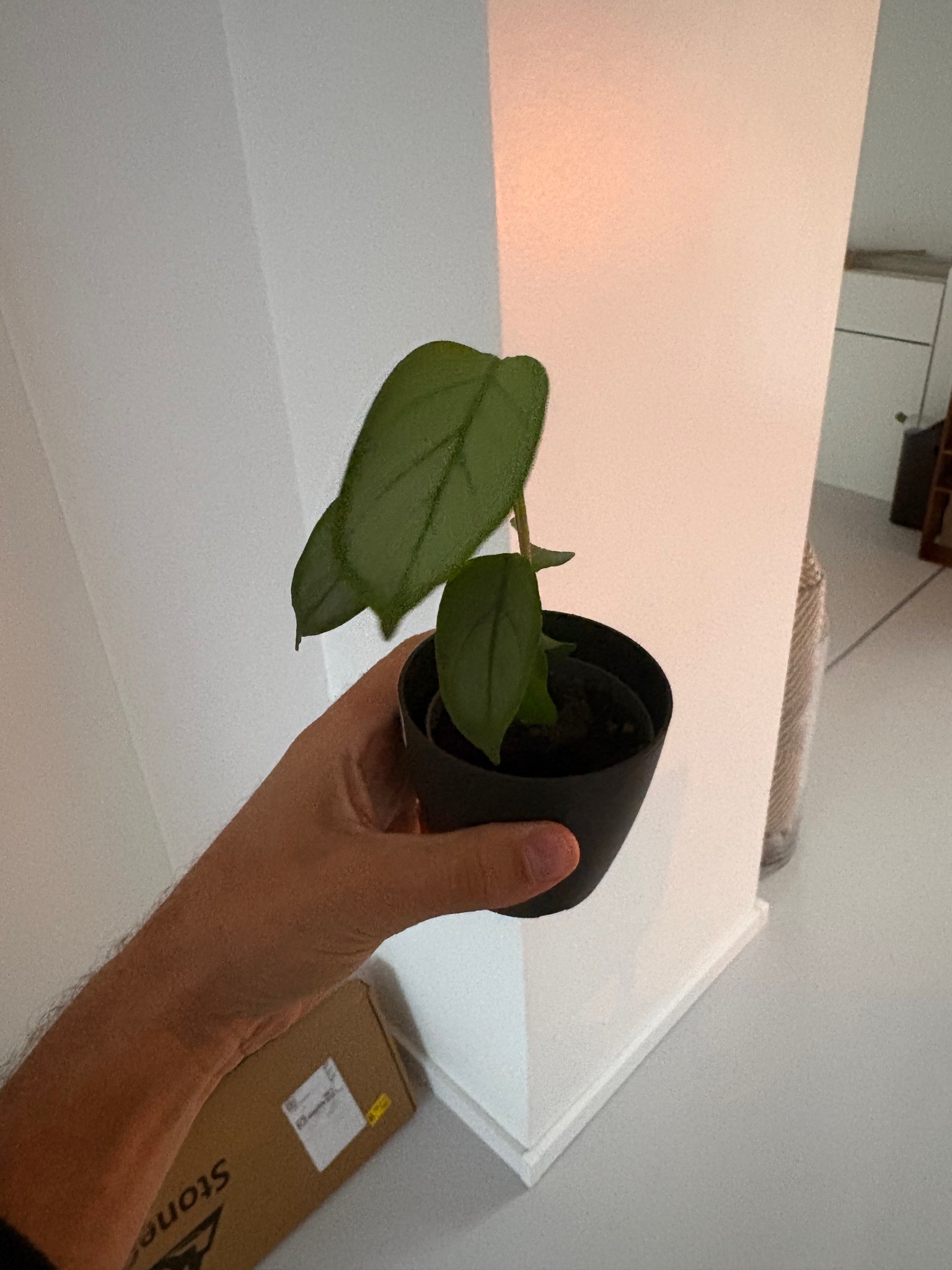 Silver Monstera