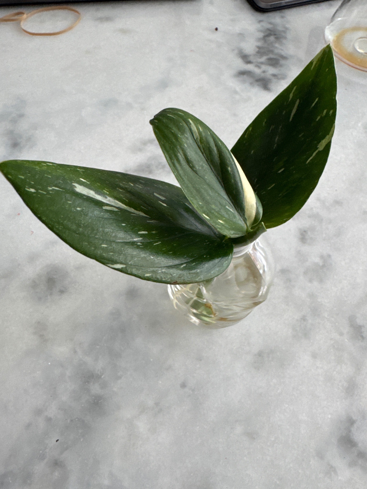 Silver Satin Pothos