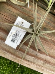 Sky Plant