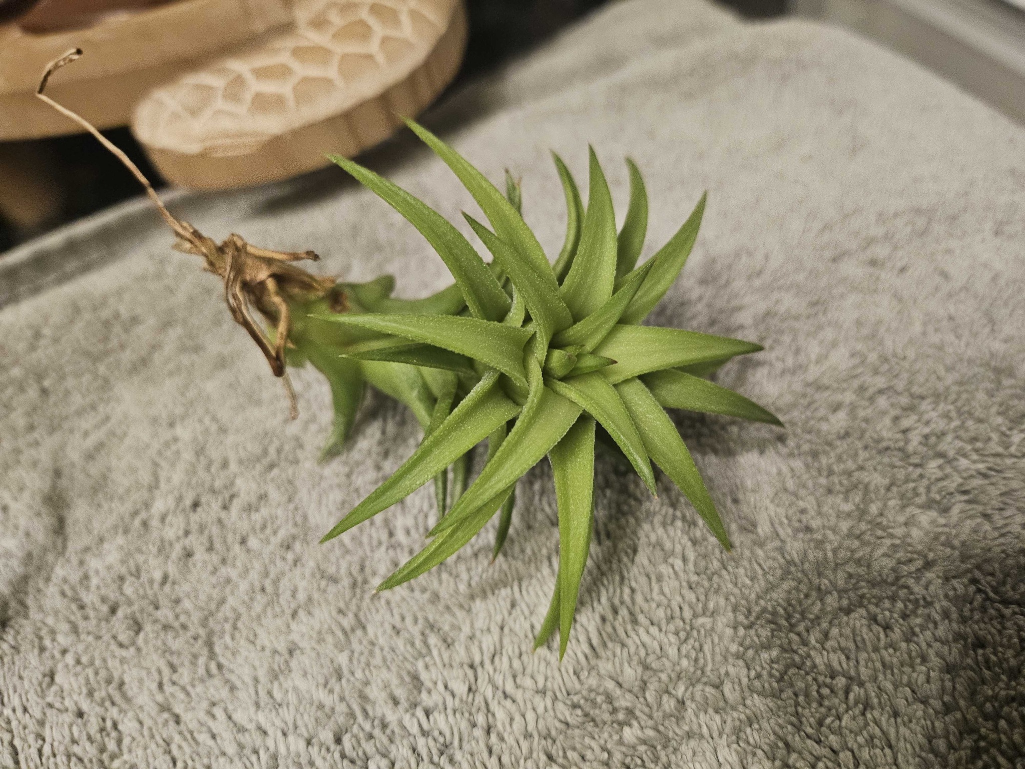 Sky Plant
