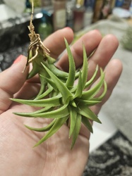 Sky Plant