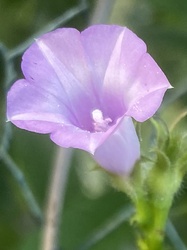 Smallflower Morning Glory