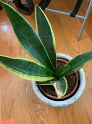 Snake Plant