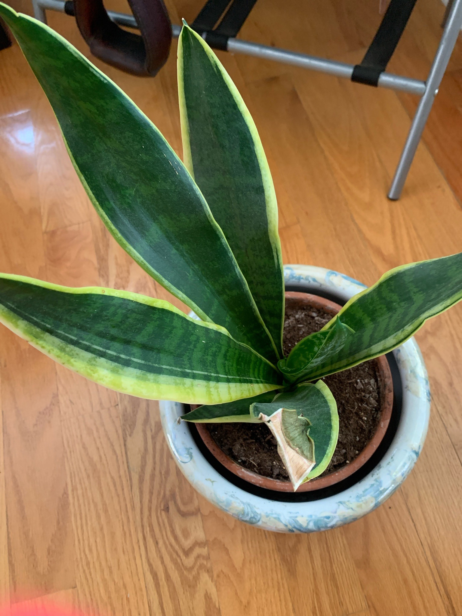 Snake Plant