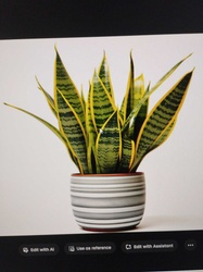 Snake Plant (Variegated)