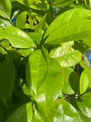 Soursop