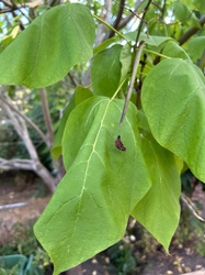 Southern Catalpa