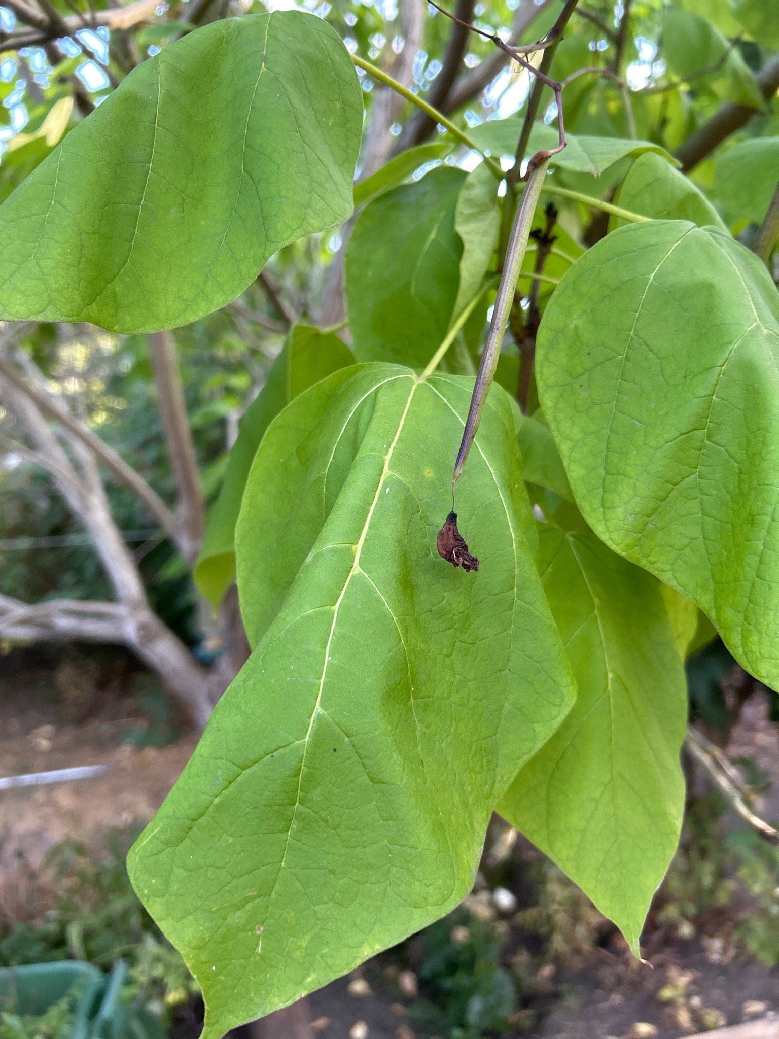 Southern Catalpa