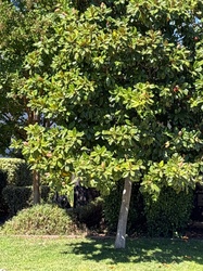Southern Magnolia