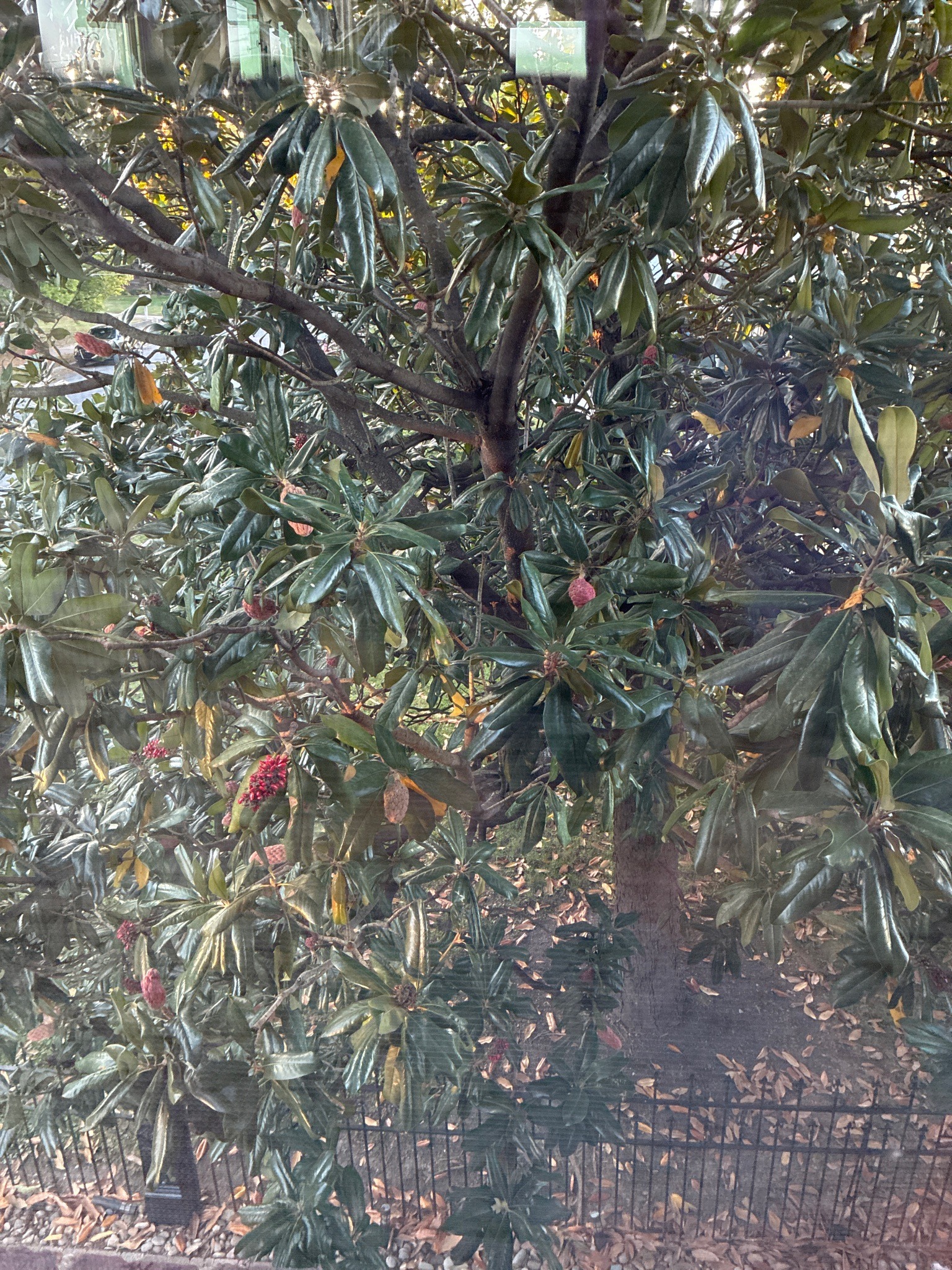 Southern Magnolia