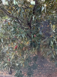 Southern Magnolia