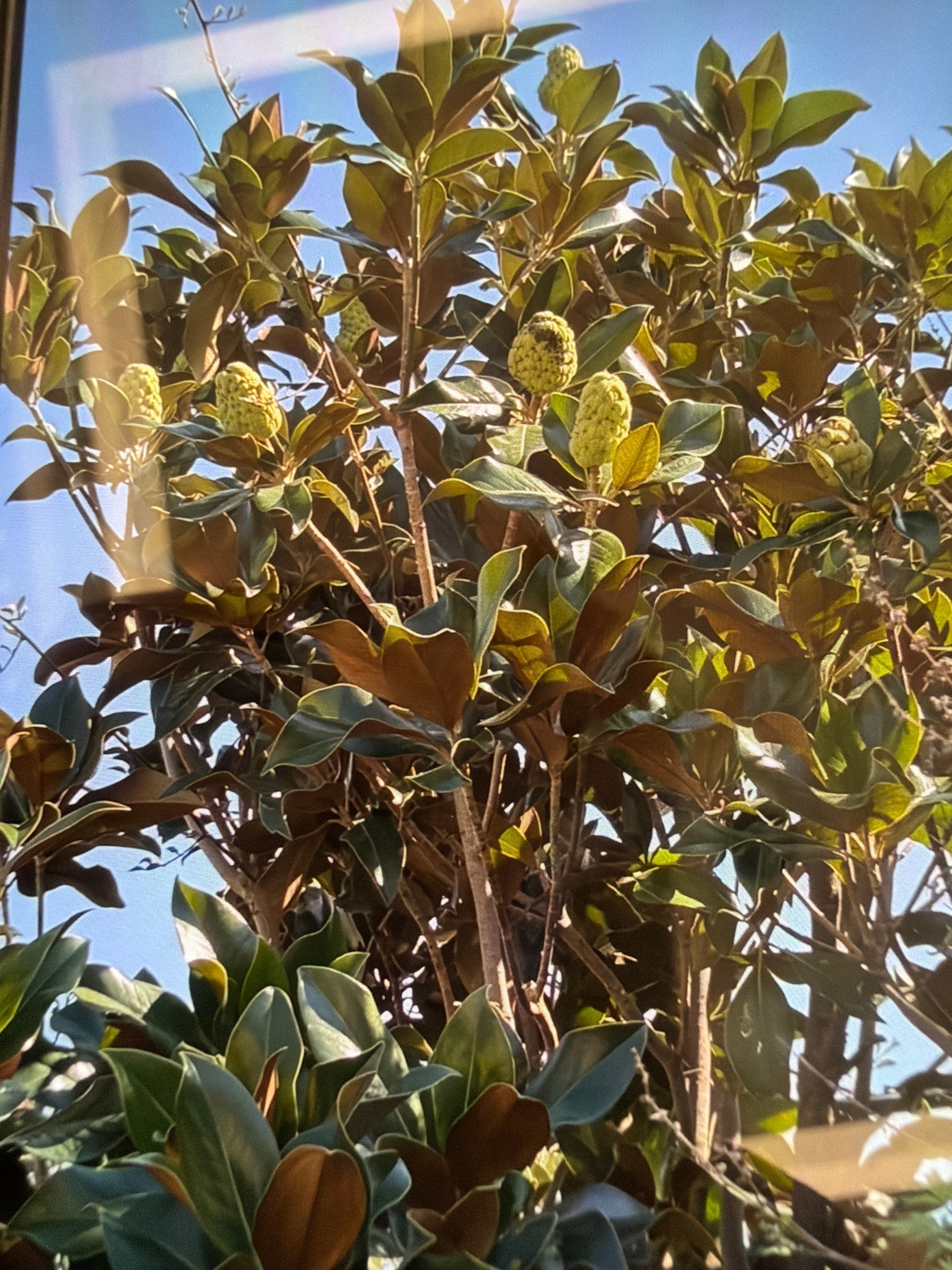 Southern Magnolia