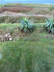 Spanish Bayonet