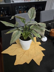 Spathiphyllum (Variegated Peace Lily)