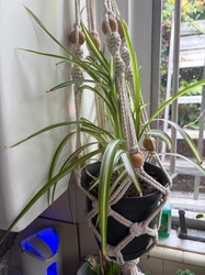 Spider Plant