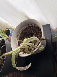 Spider Plant