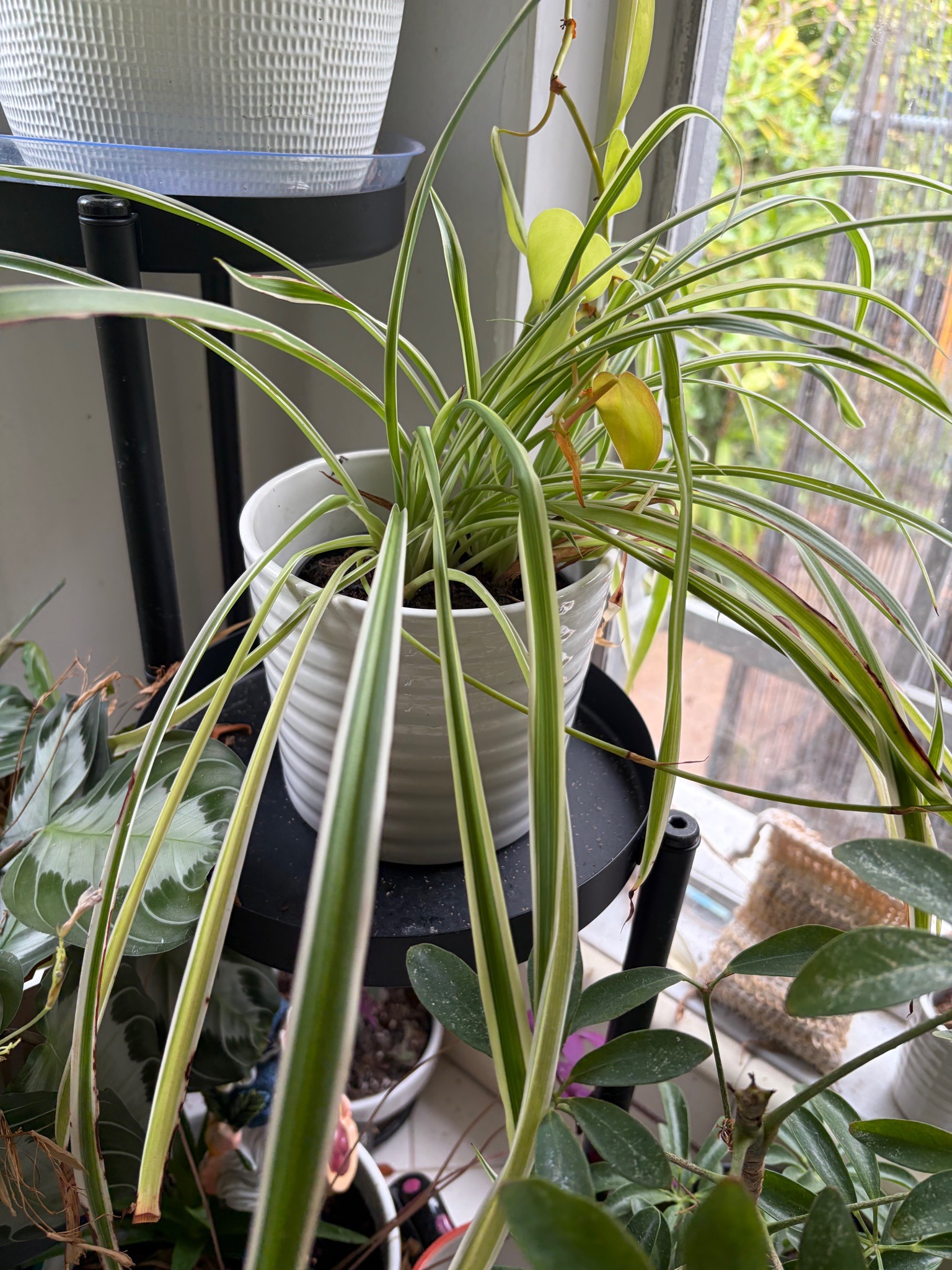 Spider Plant